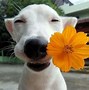 Image result for Cute Dog Happy Face