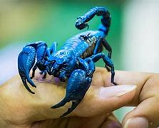 Image result for Blue Scorpion