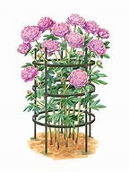 Image result for Peony Holders