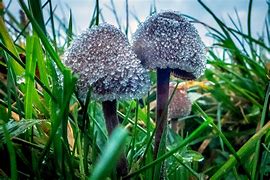 Image result for How to Find Magic Mushrooms