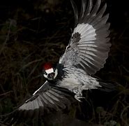 Image result for Male Acorn Woodpecker