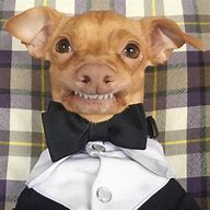 Image result for Tuna the Dog Funny