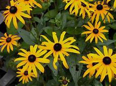 Yellow Summer Flowers Free Stock Photo FreeImages
