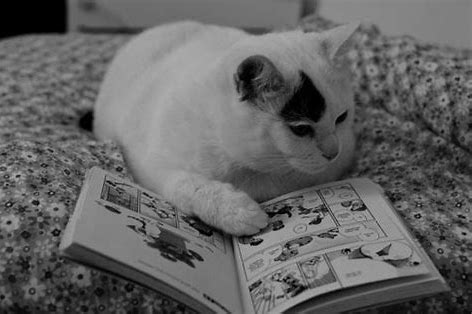 猫　読書 に対する画像結果