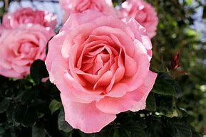 Image result for Rose Garden Wallpaper