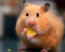 Image result for Animals Eating Cheese
