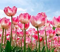 Image result for Beautiful Flowers Wallpaper HD
