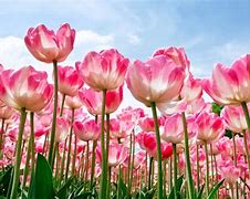 Image result for Beauty Flower Image HD