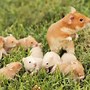 Image result for Cute Hamsters