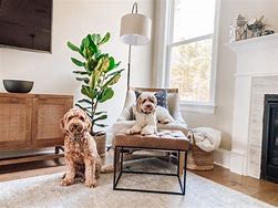 Image result for Best Living Room Furniture for Pets