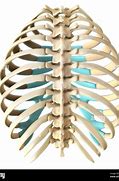 Image result for Posterior Rib Cage