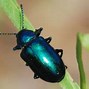 Image result for Blue Beetle Bug