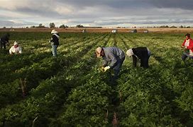 Image result for Mexican Migrant Farm Workers
