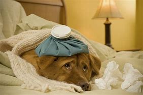 Image result for Canine Influenza