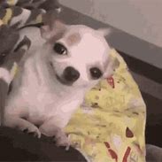 Image result for Chihuahua Funny Dog Smiling