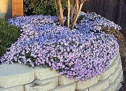 Image result for Creeping Rosemary, 1 Gal- Fragrant Groundcover Flourishes In California Conditions