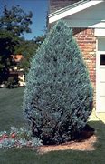 Image result for Moonglow Juniper 1 Container
