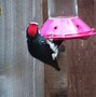 Image result for Acorn Woodpecker Chicks