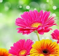 Image result for Best Images of Flowers