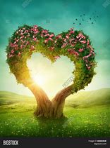 Image result for Heart Shaped Tree