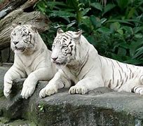 Image result for Tiger in Singapore City