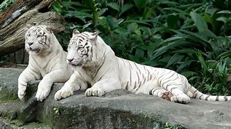 Image result for Singapore Zoo White Tiger
