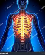Image result for Women's Rib Cage