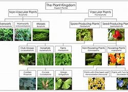 Image result for Plant Identification Flow Chart