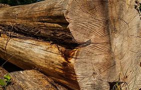 Image result for Types of Cedar Wood