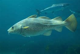 Image result for Icelandic Cod Fish