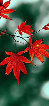 Image result for Fall Wallpaper iPhone 11