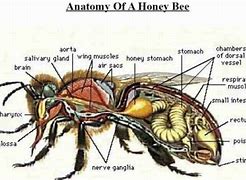 Image result for Bee Inside Body