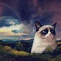 Image result for Angry Cat On Computer