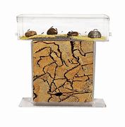 Image result for How to Make Ant Homes
