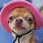 Image result for Funny Chiwawa