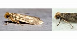 Image result for Clothes Moths Identification