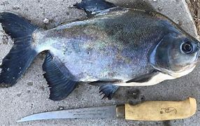 Image result for Tucson Arizona Fish