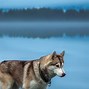 Image result for Cute Husky Backgrounds for Kindle Fire