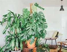 Image result for Indoor Plant Supports