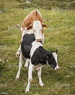 Image result for Cow mating images