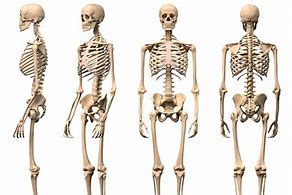 Image result for Mengele Bones