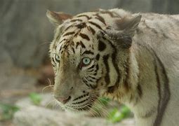 Image result for White Tiger Tail