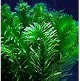 Image result for Pond Oxygenating Elodea Anacharis Bunch Plants - Imported And USDA Approved