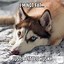 Image result for Dogs Saying Funny Stuff