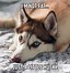 Image result for Dog Memes Funny and Clean
