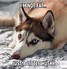 Image result for Beautiful Day Dog Meme
