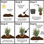 Image result for Variegated Boxwood Tree