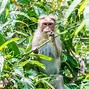 Image result for Capuchin Monkey Species