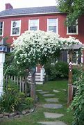 Image result for Outdoor Climbing Plants