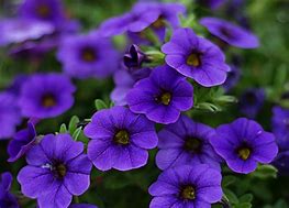 Image result for Violet Flower